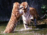 <b>Tiger</b> Screen Saver