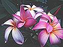 <b>Magic Flowers</b> <b>Screensaver</b>